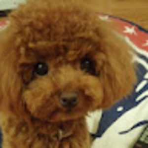 Meet your Posher, Weipei